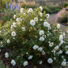 Róża Pomarszczona Alba (Rosa Rugosa Alba)
