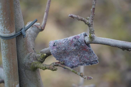 Dobroczynek gruszowy - opaski filcowe Vegano 10 szt.