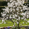 Magnolia Gwieździsta (Magnolia Stellata)