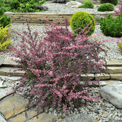 Berberys Thunberga 'Pink Queen' - Sadzonka 15-25 cm