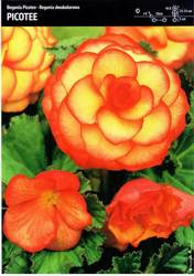 Begonia Dwukolorowa Picotee 3 szt.