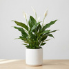 Skrzydłokwiat Pearl Cupido M (Spathiphyllum 'Pearl Cupido')
