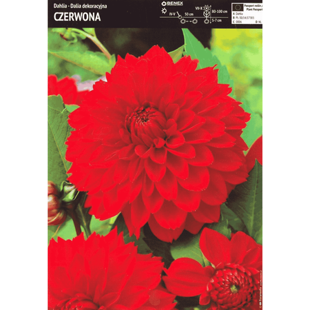 Dalia dekoracyjna czerwona 1 szt