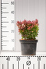 Berberys Thunberga 'Admiration' – Sadzonka 15-25 cm