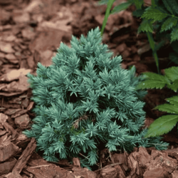 Jałowiec Łuskowaty 'Blue Star' – Sadzonka 10-15 cm