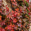 Winobluszcz Pięciolistkowy Murorum (Parthenocissus Quinquefolia var. Murorum)