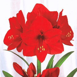 Amarylis Red Lion 1 szt.