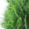 Pakiet tuja Szmaragd 100-110 cm – 40 szt. Botana