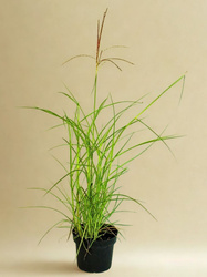 Miskant Chiński Purpurescens