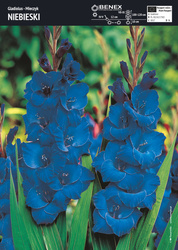 Mieczyk Niebieski - 5 szt.