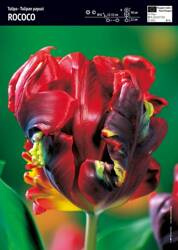 Tulipan 'Rococo' – 3 szt.