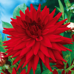 Dalia kaktusowa czerwona 1 szt.