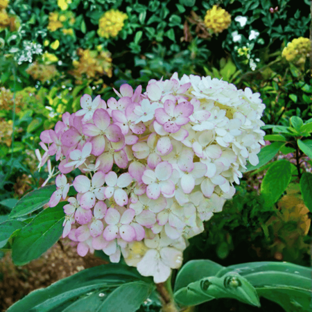 Hortensja bukietowa 'Vanilla Frise' - Sadzonka 30-40 cm