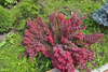 Berberys Thunberga 'Admiration' – Sadzonka 15-25 cm