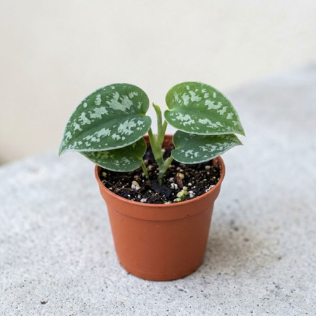 Scindapsus pstry M (Scindapsus pictus 'Trebie')