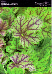 Żurawka 'Venus' – 1 szt.