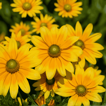 Rudbekia SmileyZ 