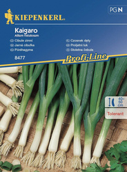 Czosnek Dęty Kaigaro – Kiepenkerl