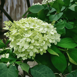 Hortensja Bukietowa 'Magical Candle Bokraflame' – Sadzonka 40-60 cm