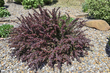Berberys Thunberga 'Atropurpurea Nana' – Sadzonka 30-40 cm