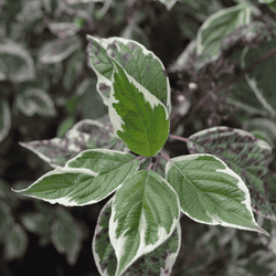 Dereń Biały 'Sibrica Variegata' – Sadzonka 40 cm