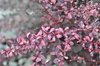 Berberys Thunberga 'Flamingo' - Sadzonka 15-25 cm