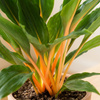 Zielistka M (Chlorophytum orchidastrum 'Green Orange')