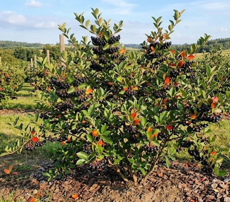 Aronia Czarnoowocowa Galicjanka (Aronia Melanocarpa Galicjanka)