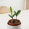 Zamiokulkas zamiolistny M (Zamioculcas zamiifolia)