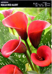 Zantedeschia- Kalla Red Alert  - 1 szt