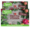 Mszyca Stoper - 200 larw biedronki 