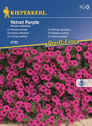 Petunia zwisająca 'Velvet Purple' F1 - Nasiona - Kiepenkerl