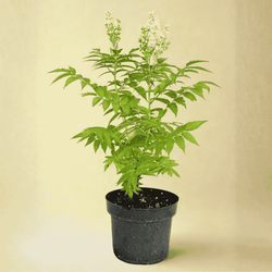 Tablina Jarzębolistna Sem