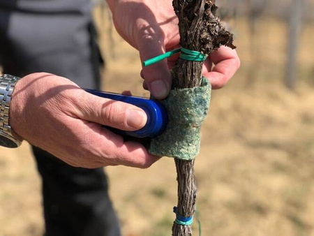 Dobroczynek gruszowy - opaski filcowe Vegano 10 szt.