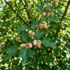 Morwa Biała (Morus Alba)