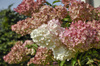Hortensja Bukietowa 'Magical Candle Bokraflame'  – Sadzonka 40-60 cm