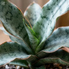 Sansewieria Silver Blue M (Sansewieria kirkii)