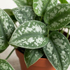 Scindapsus pstry M (Scindapsus pictus 'Trebie')