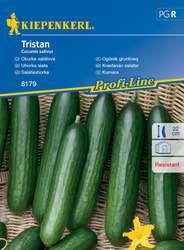 Ogórek Gruntowy Tristan – Kiepenkerl