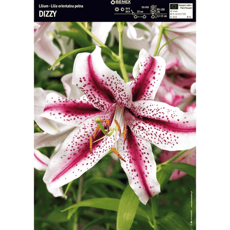 Lilia orientalna Dizzy 1 szt.