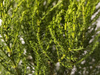 Hebe Imbricata Dachówkowate - 30 szt. pakiet