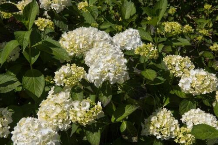 Hortensja Ogrodowa 'Madame Emile Mouillere' – Sadzonka 20-30 cm