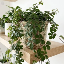 Ciccus pasiasty (Cissus striata)