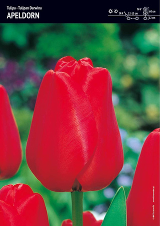 Tulipan ‘Apeldorn’ - 15 szt.