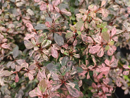 Berberys Thunberga 'Inspiration' – Sadzonka 15-25 cm