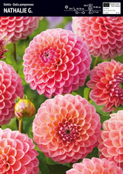 Dalia Pomponowa Nathalie G - 1 szt