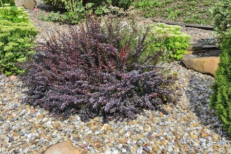 Berberys Thunberga 'Atropurpurea Nana' – Sadzonka 30-40 cm