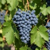 Winorośl Agat Doński (Vitis Agat Doński)