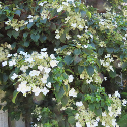Hortensja Pnąca  – Sadzonka 40-50 cm