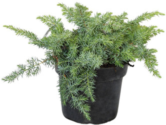 Jałowiec Nadbrzeżny 'Schlager' – Sadzonka 30-40 cm